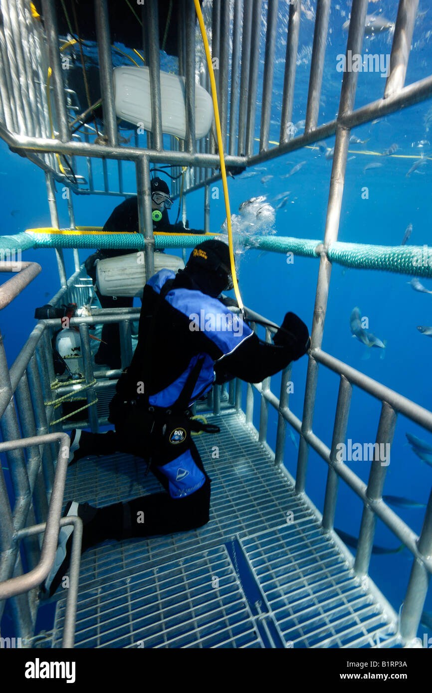 I subacquei in una gabbia osservando un grande squalo bianco (Carcharodon carcharias), Isola di Guadalupe, in Messico, Pacifico, America del Nord Foto Stock