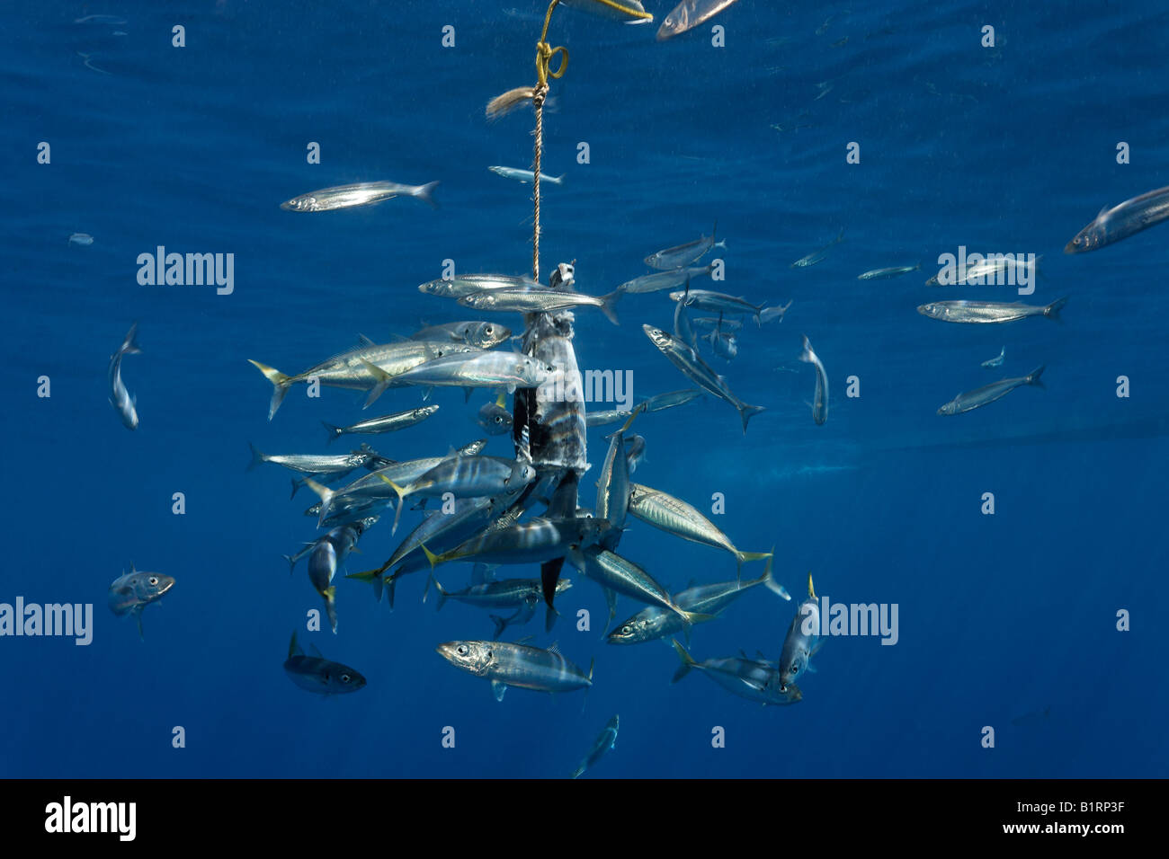 Esca per attirare il grande squalo bianco (Carcharodon carcharias), Isola di Guadalupe, in Messico, Pacifico, America del Nord Foto Stock