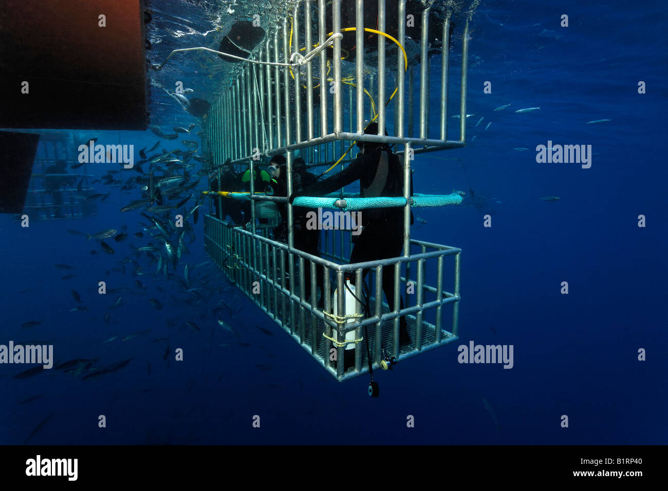 I subacquei in una gabbia osservando un grande squalo bianco (Carcharodon carcharias), Isola di Guadalupe, in Messico, Pacifico, America del Nord Foto Stock