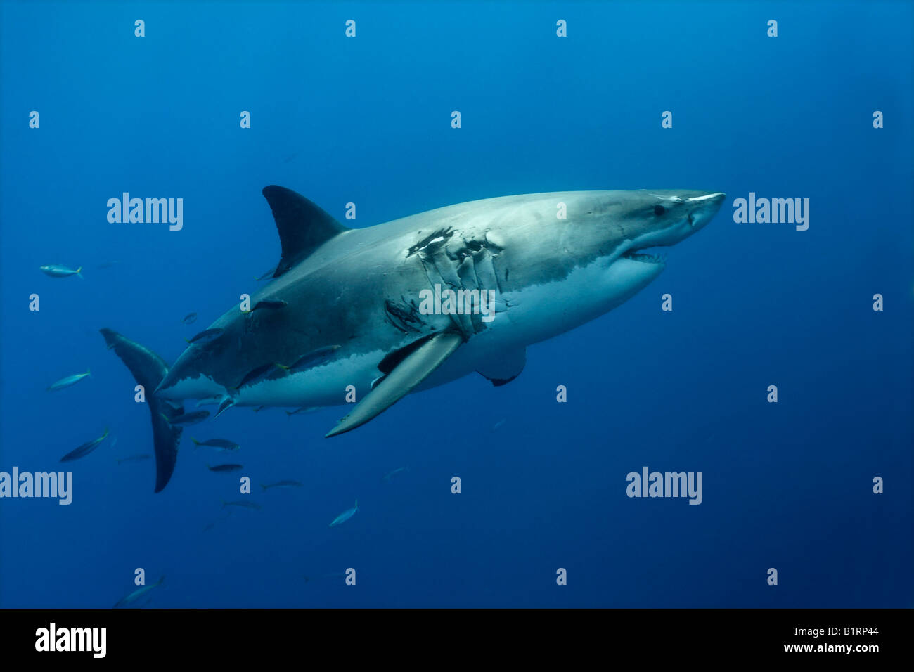 Il grande squalo bianco (Carcharodon carcharias), Isola di Guadalupe, in Messico, Pacifico, America del Nord Foto Stock