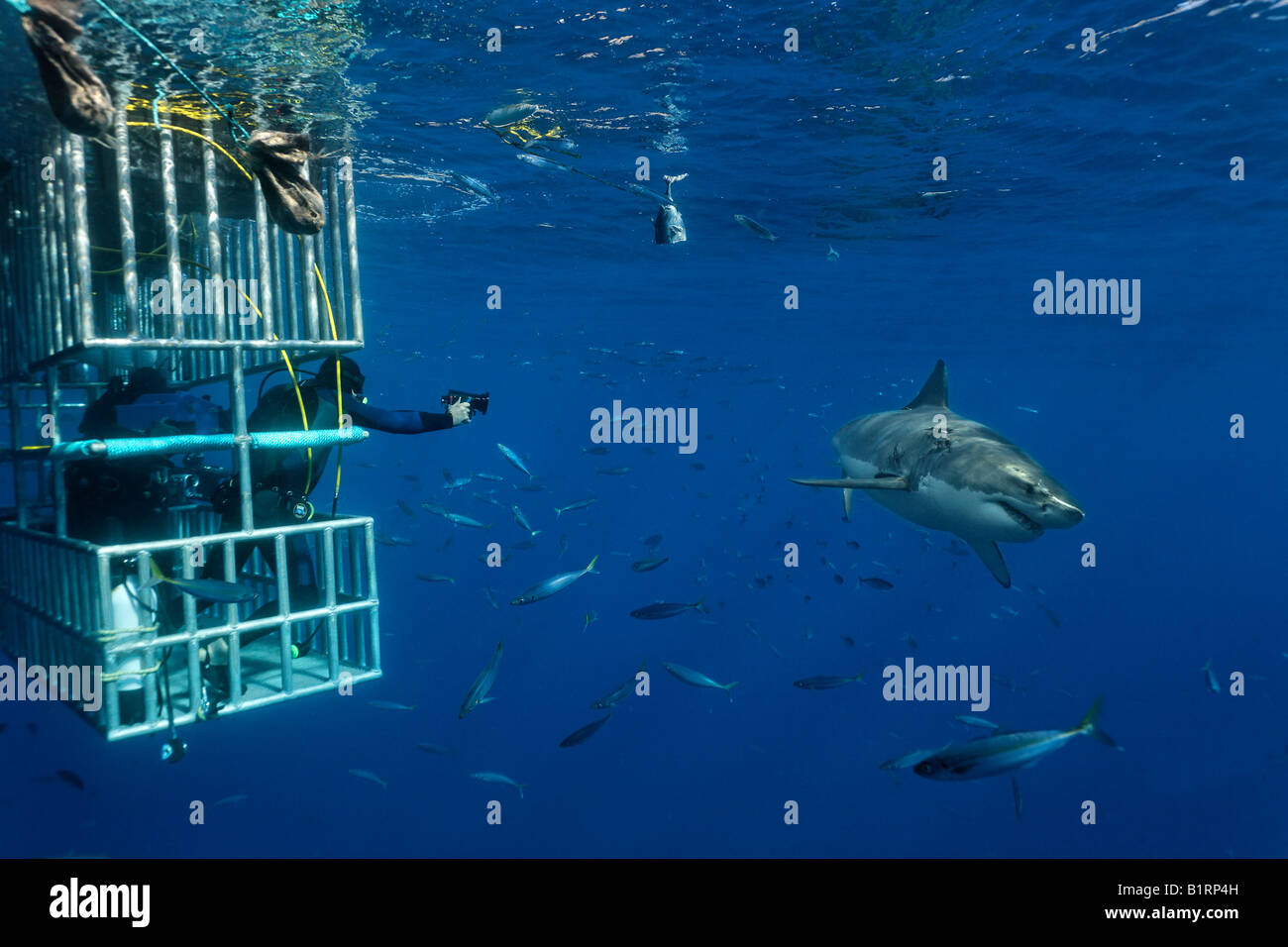 I subacquei in una gabbia osservando un grande squalo bianco (Carcharodon carcharias), Isola di Guadalupe, in Messico, Pacifico, America del Nord Foto Stock