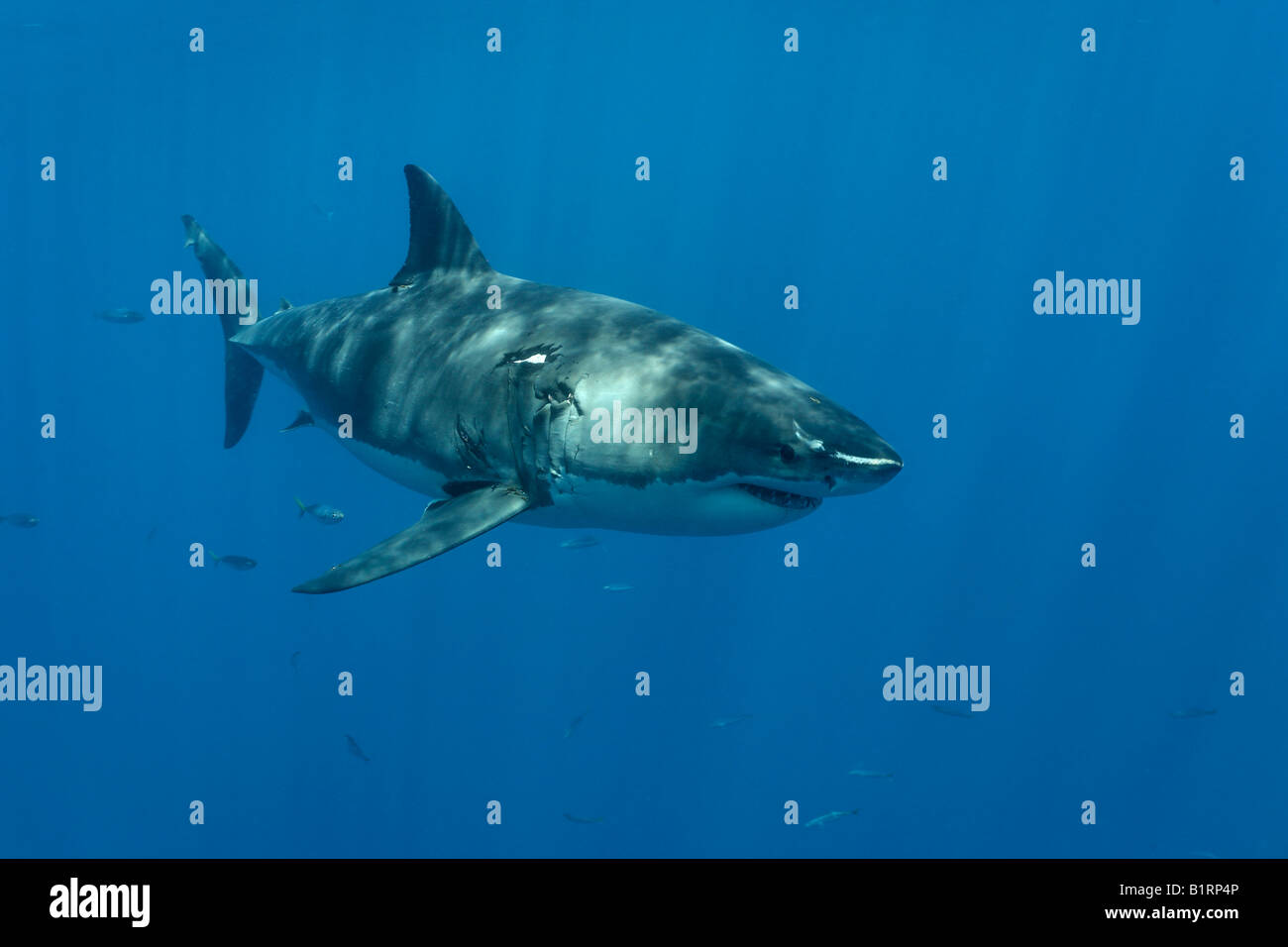 Il grande squalo bianco (Carcharodon carcharias), Isola di Guadalupe, in Messico, Pacifico, America del Nord Foto Stock