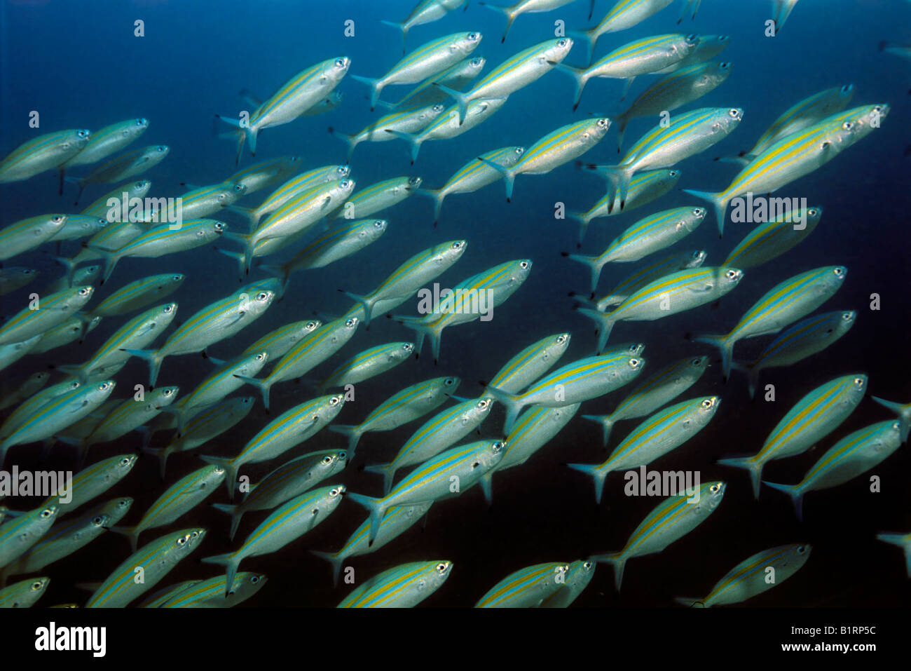 Scuola di Variable-rigato Fusilier pesce (Caesio varilineata) nuoto su una scogliera di corallo, Oman, Medio Oriente, Oceano Indiano Foto Stock