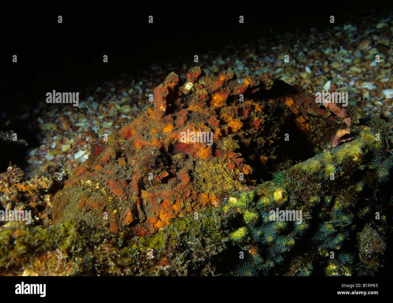 Vero o pesci pietra corallina pesci pietra (Synanceia verrucosa) mimetizzata contro una barriera corallina in attesa di preda di Musandam, Oman, Arabi Foto Stock