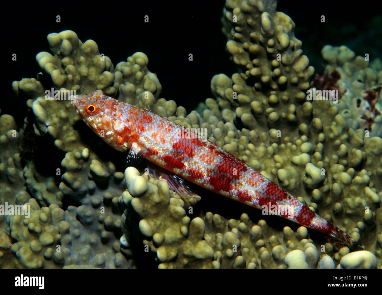 Un variegato (Lizardfish Synodus variegatus), in attesa di cibo, di Musandam, Oman, Arabia, Penisola Arabica, Asia Centrale, Asia Foto Stock
