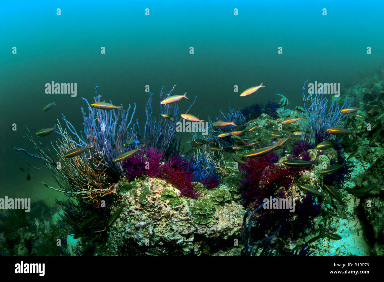Viola Ellisella Coral (Ellisella sp.) e Gold Barr Fusilers (Pterocaesio chrysozona) in una scena subacquea, Oman, Arabian Pe Foto Stock