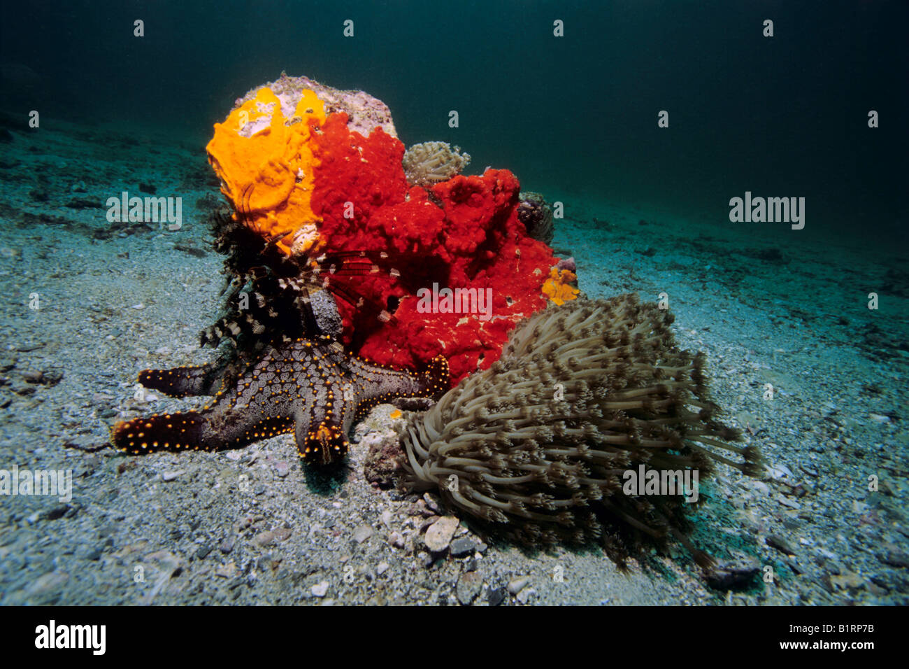 Patch di barriera corallina, cuscino Panamic Starfish (Pentaceraster cummungi), spugne colorate giù a stella e soft coral, Musandam Foto Stock