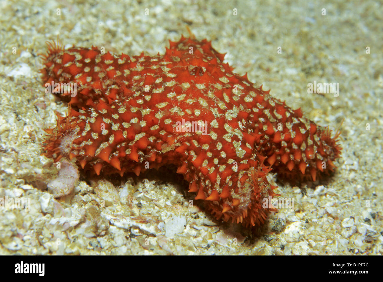 Un piccolo unidentified starfish scorre lungo il fondo sabbioso, Musandam, Oman, Penisola Arabica, Oceano Indiano, Asia Foto Stock