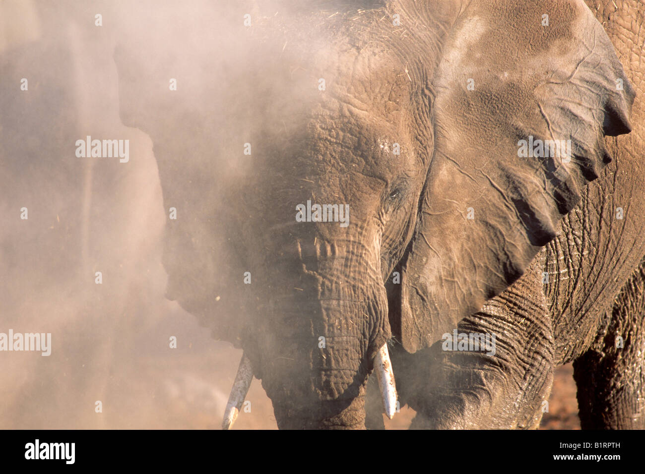 Bush africano Elefante africano (Loxodonta africana) attaccare, il Parco Nazionale di Etosha, Namibia, Africa Foto Stock