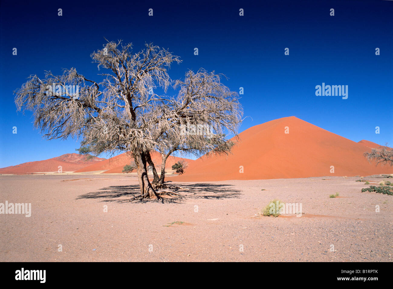 Dune del Sossusvlei nel Deserto Namibiano, Namib-Naukluft National Park, Namibia, Africa Foto Stock