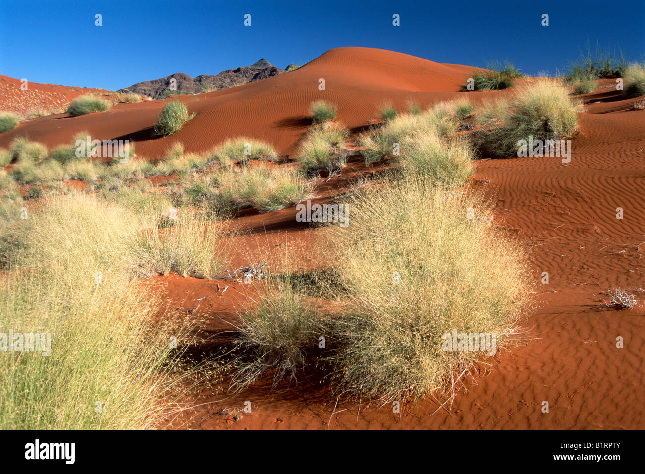 Paesaggio di dune nel Deserto Namibiano, Namib-Naukluft National Park, Namibia, Africa Foto Stock
