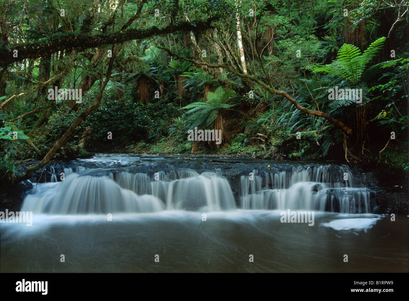 Una piccola cascata nella foresta pluviale, Catlins, Isola del Sud, Nuova Zelanda Foto Stock