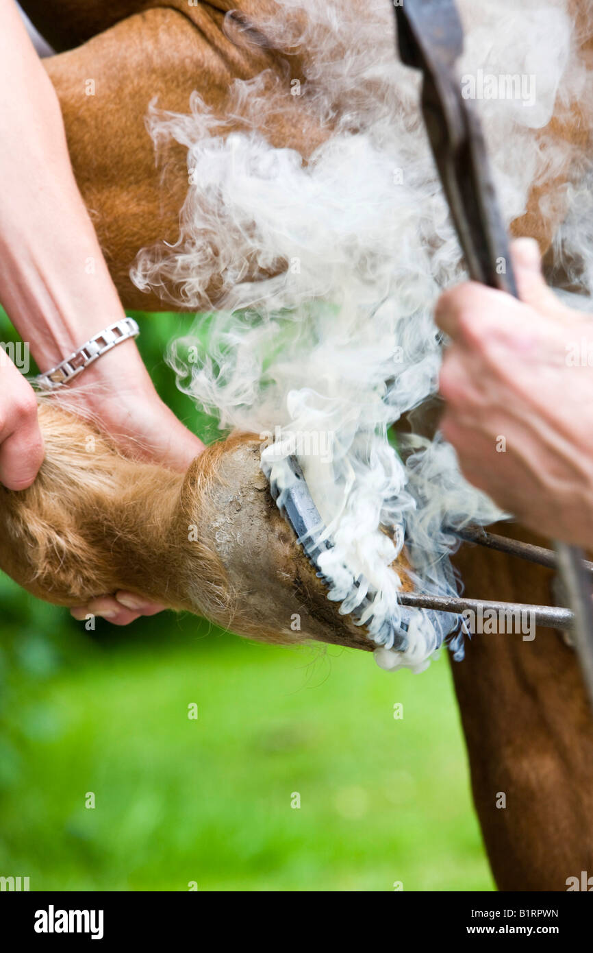 Fabbro shoding un cavallo, branding in rosso di un ferro da stiro caldo sullo zoccolo, Tirolo del nord, Austria, Europa Foto Stock