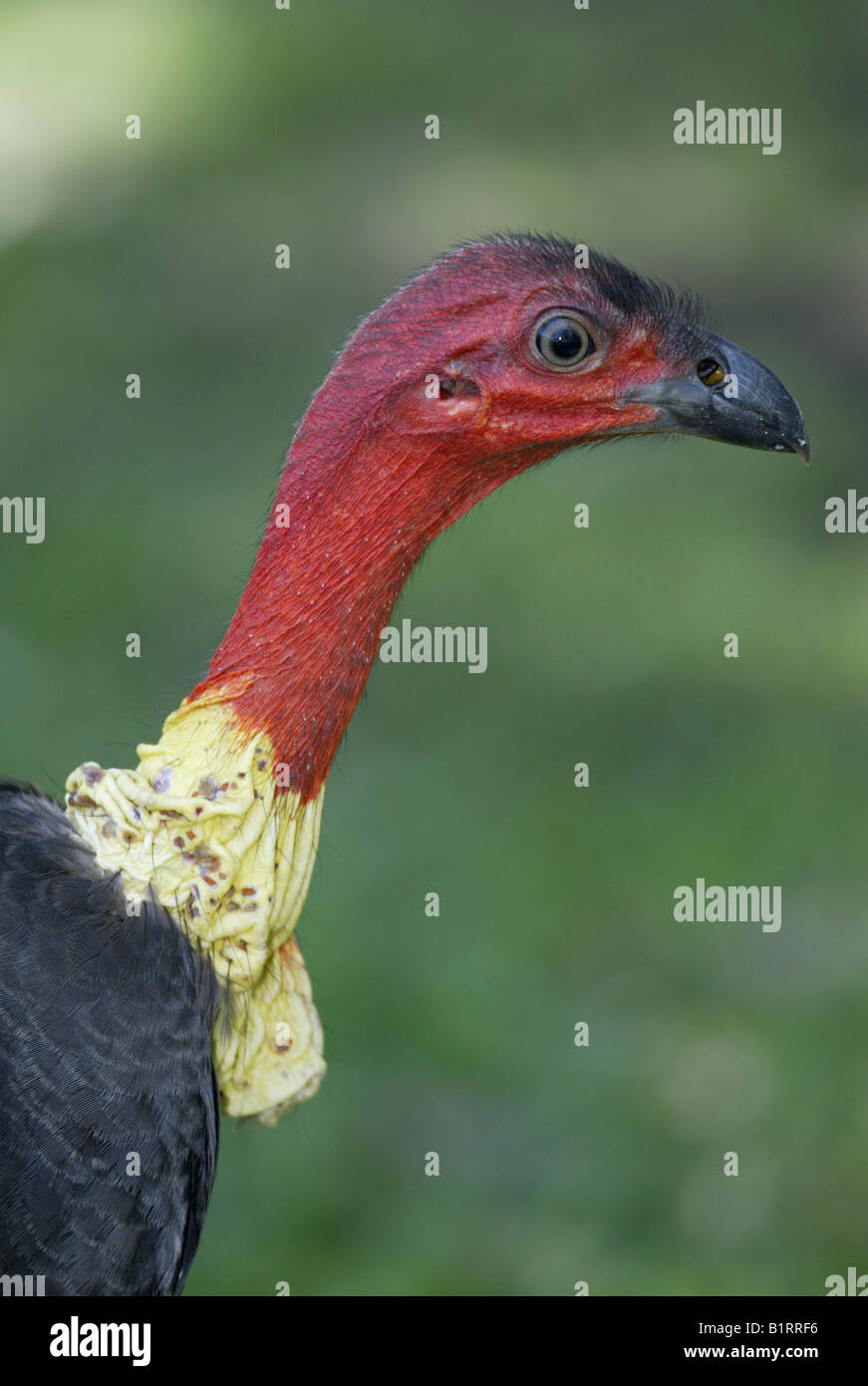 Australian Brush-Turkey o Scrub Turchia (Alectura lathami), Adulto, ritratto, Australia Foto Stock