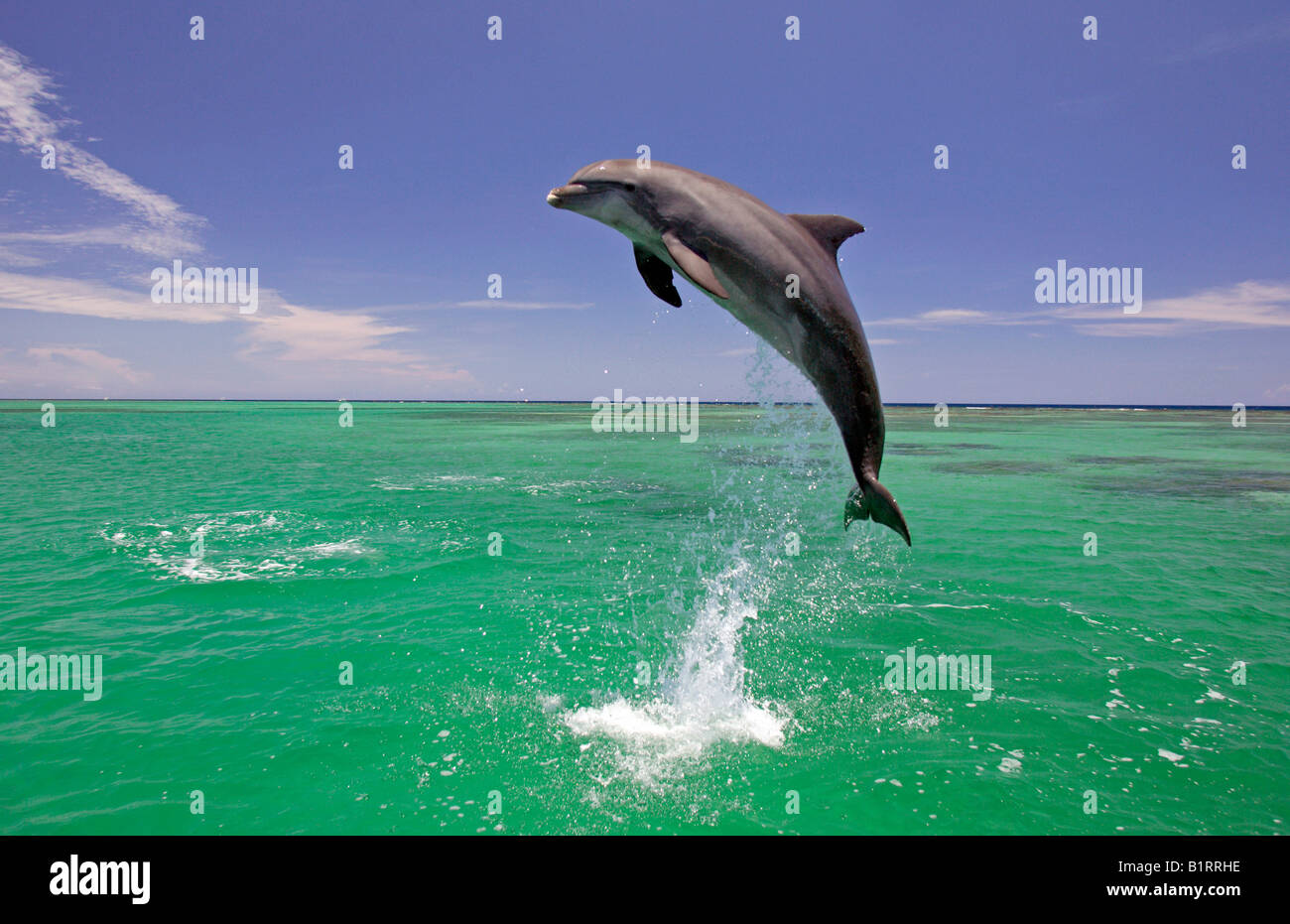 Il tursiope o delfino maggiore (Tursiops truncatus) saltando fuori dell'acqua, dei Caraibi, Roatán, Honduras, America Centrale Foto Stock
