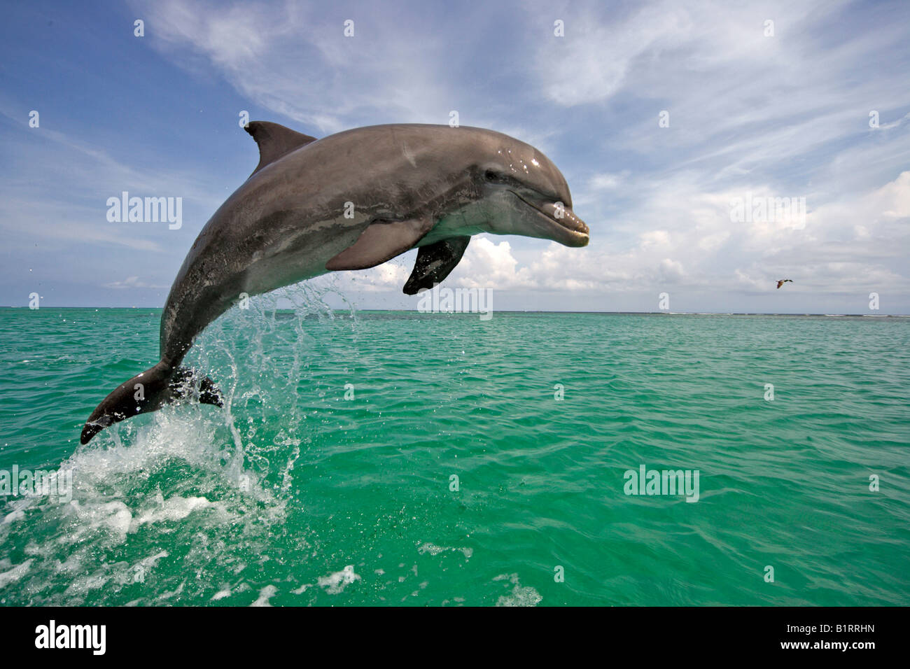 Il tursiope o delfino maggiore (Tursiops truncatus) saltando fuori dell'acqua, dei Caraibi, Roatán, Honduras, America Centrale Foto Stock