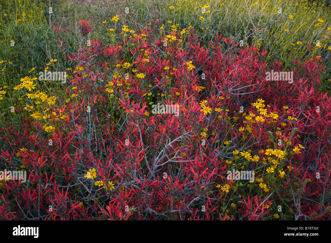 Deserto Sonoran Brittlebush chuparosa e di fiori selvaggi nel Parco Regionale delle Montagne di McDowell vicino alla fontana Colline Foto Stock