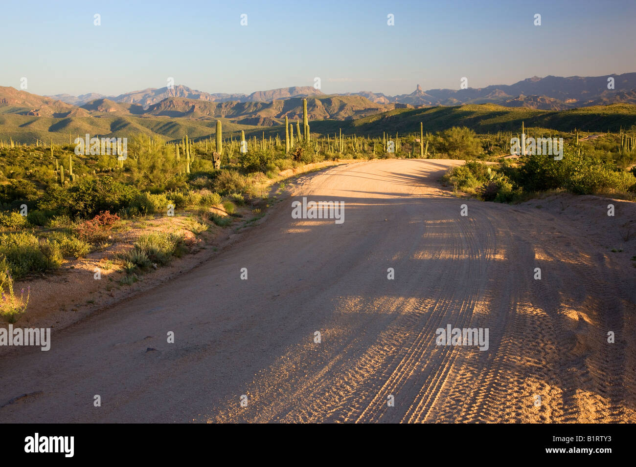 Strada sterrata attraverso Tonto National Forest vicino alla fontana colline al di fuori di Phoenix in Arizona Foto Stock