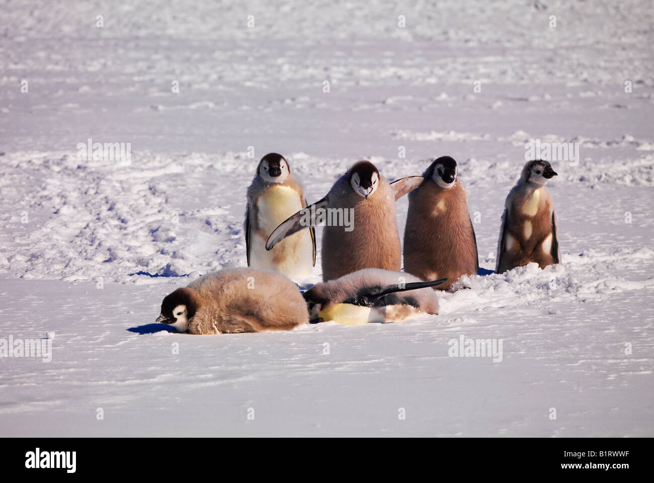 Pinguini imperatore (Aptenodytes forsteri) a Cape Washington, Antartico Foto Stock