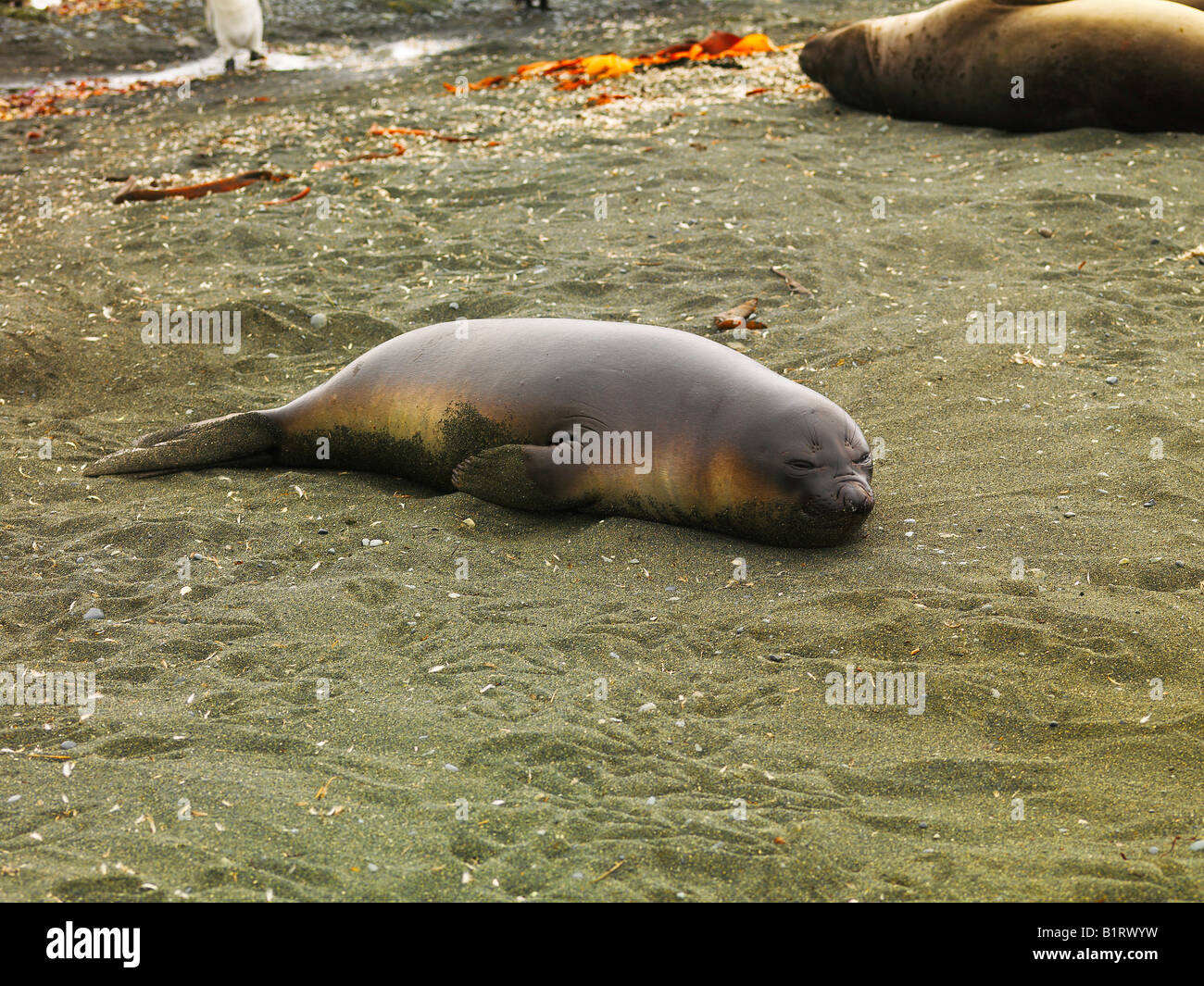 Elefante marino del sud (Mirounga leonina), Macquarie Island, Australiano Antartico Foto Stock