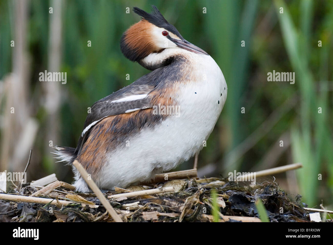 Svasso maggiore (Podiceps cristatus) seduto sul suo nido, Vulkaneifel, Renania-Palatinato, Germania, Europa Foto Stock