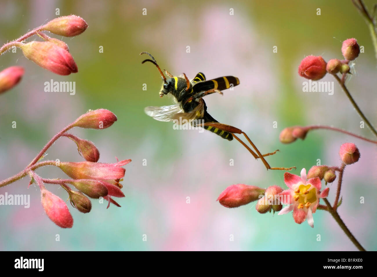 Wasp Beetle (Clytus arietis) Foto Stock