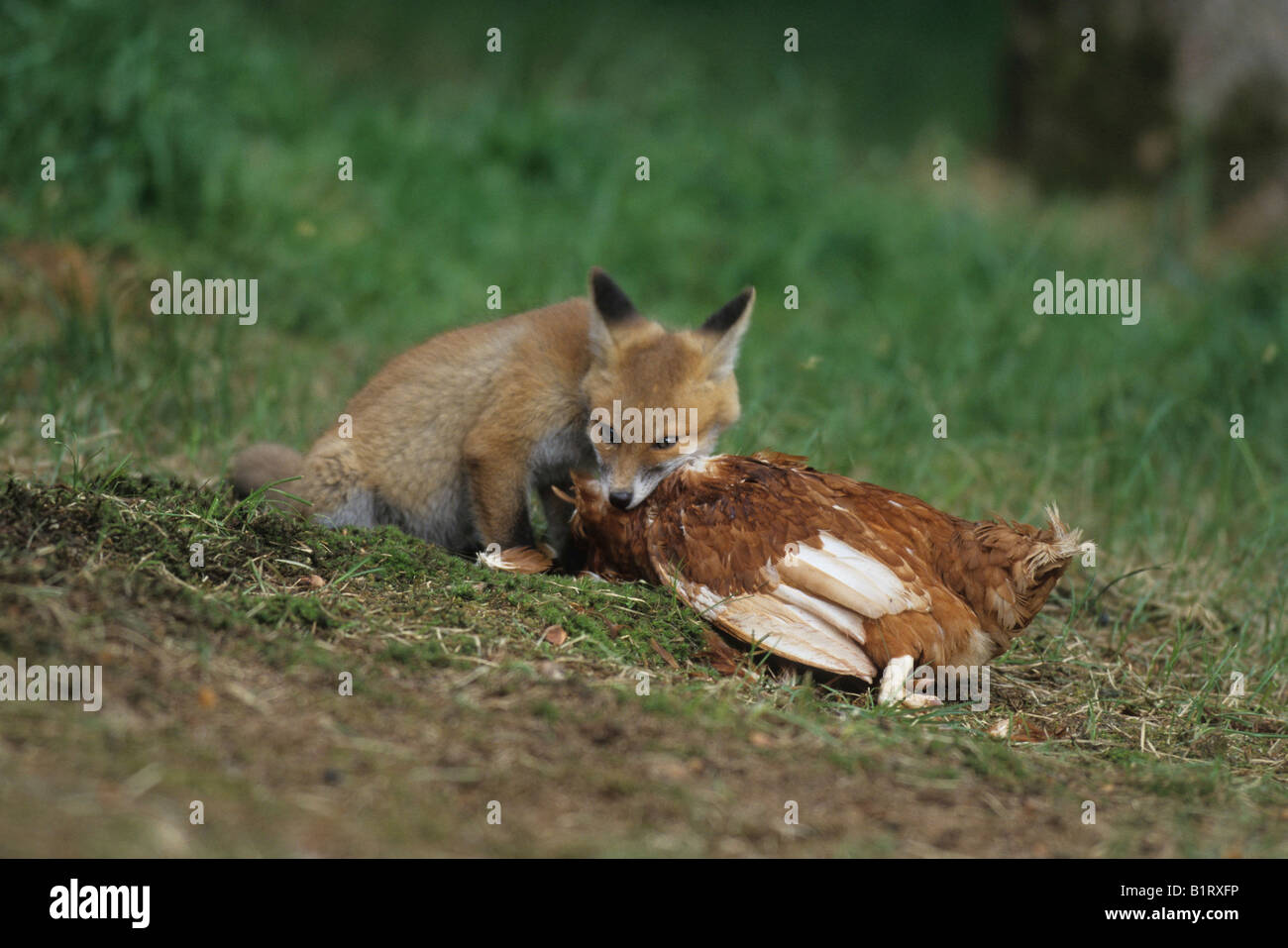 Red Fox (Vulpes vulpes vulpes), giovane alimentare sul pollo Foto Stock