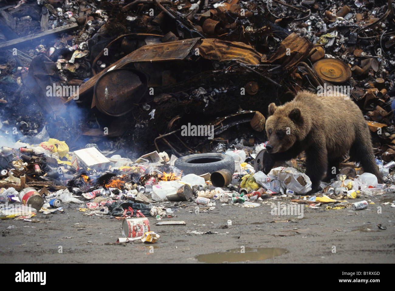 Orso grizzly (Ursus arctos horribilis) in corrispondenza di una discarica di rifiuti, Alaska, STATI UNITI D'AMERICA Foto Stock