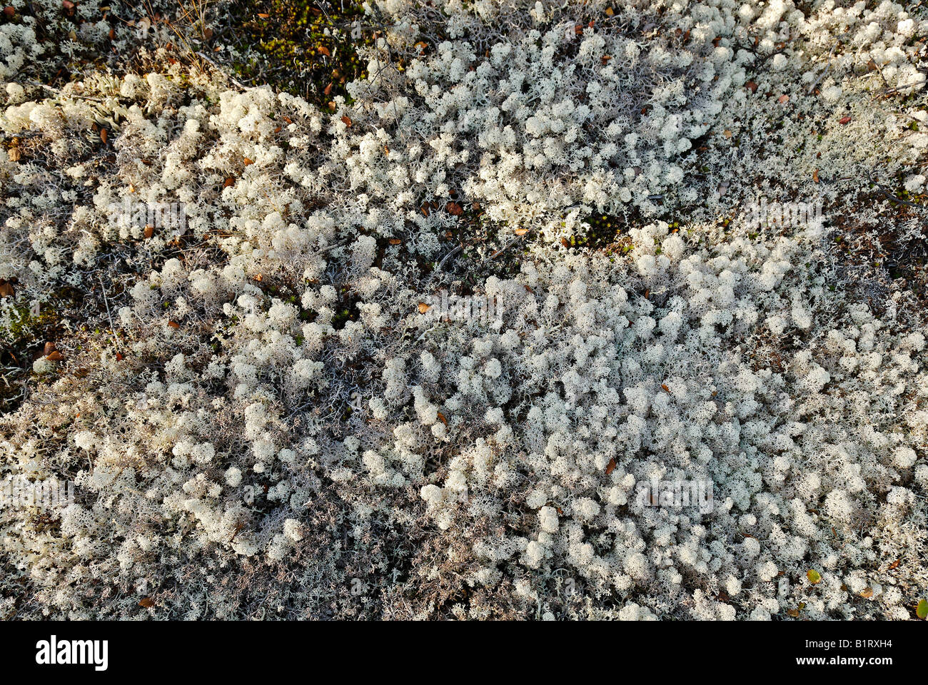 Tundra pavimento coperto di muschio irlandese, carragene Moss (Chondrus Crispus), Yukon Territory, Canada Foto Stock