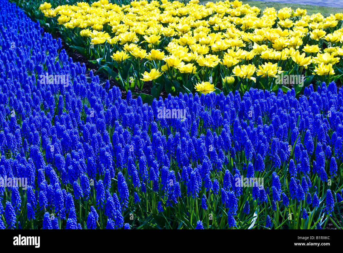 Uva giacinti (Muscari Armeniacum) e narcisi (Narcissus), Keukenhof, Holland, Paesi Bassi, Europa Foto Stock