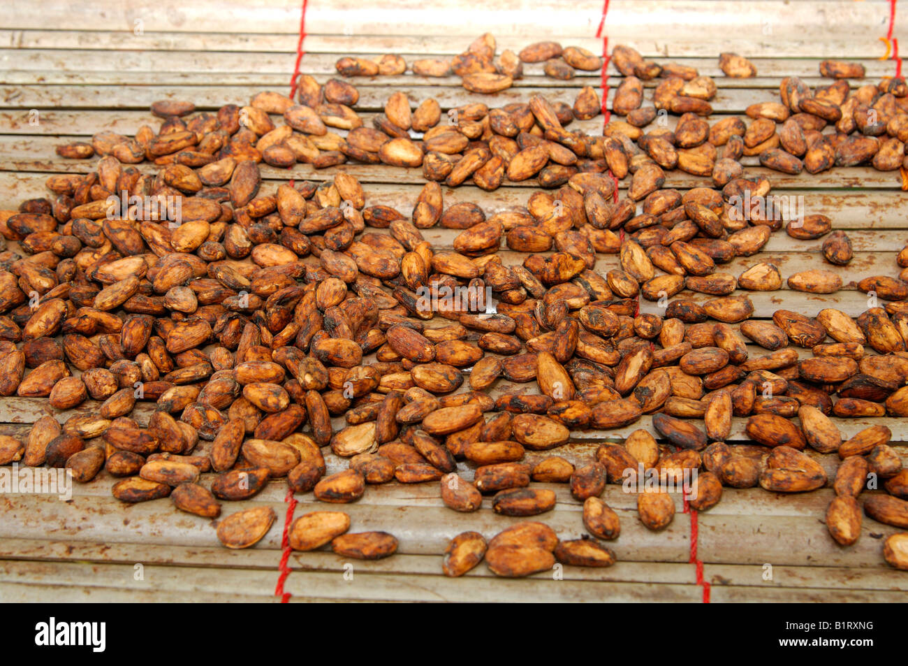 Fermentato e seccato le fave di cacao (Theobroma cacao), Ghana, Africa occidentale Foto Stock