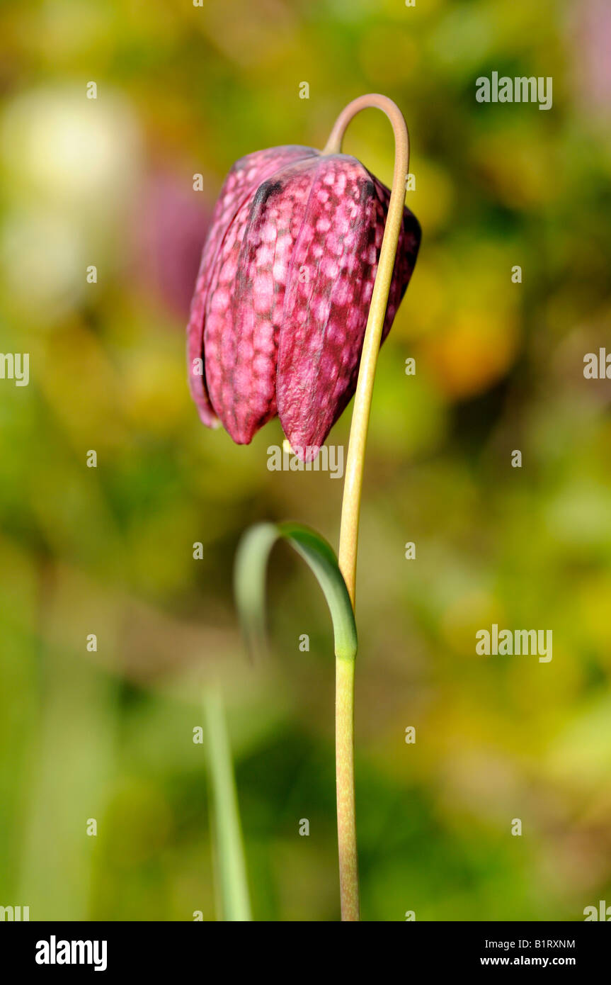 Fritillary, a scacchi Daffodil (Fritillaria meleagris) Foto Stock