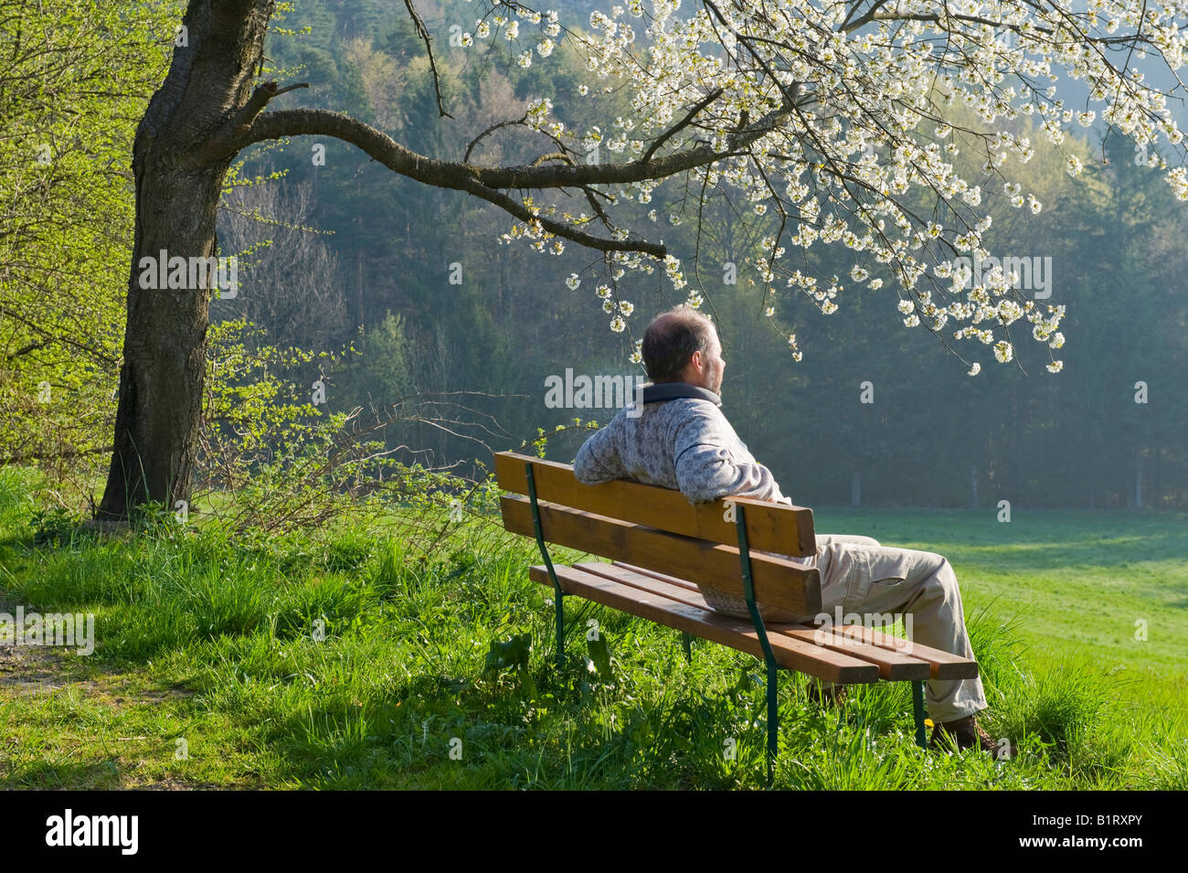 Uomo seduto su una panchina sotto un albero da frutto fiorito, Bucklige Welt, bassa Austria, Austria, Europa Foto Stock