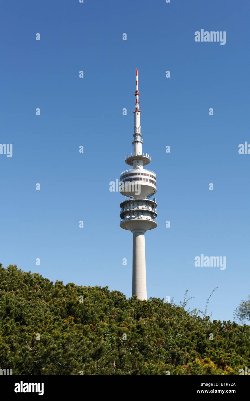 La torre della TV o Olympic Tower e pino mugo, Olympic Park, Monaco di Baviera, Germania, Europa Foto Stock