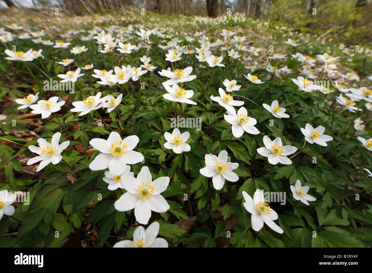 Legno Anemone, Windflower o Thimbleweed europea (Anemone nemorosa ,), Rhoen montagne, bassa Franconia, Baviera, Germania, Europa Foto Stock