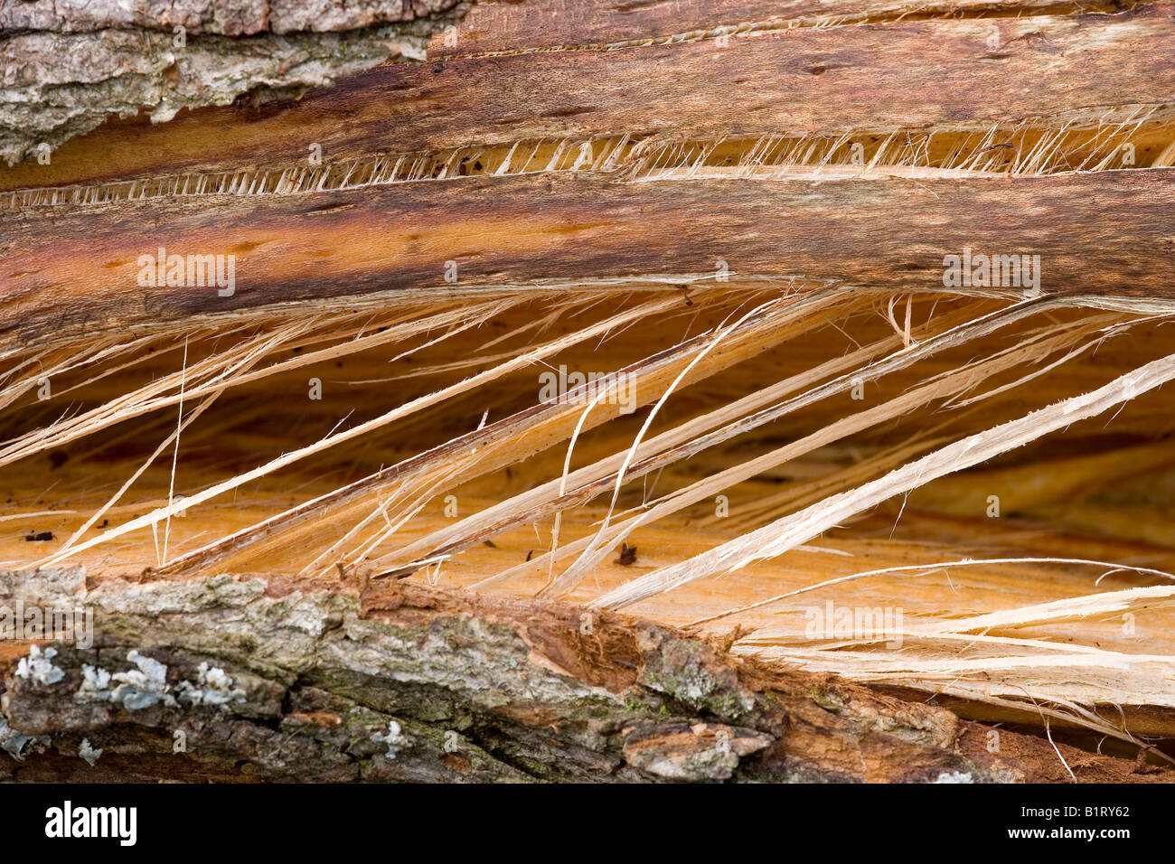 Dettaglio, storm-danneggiato susino (Prunus domestica) Foto Stock