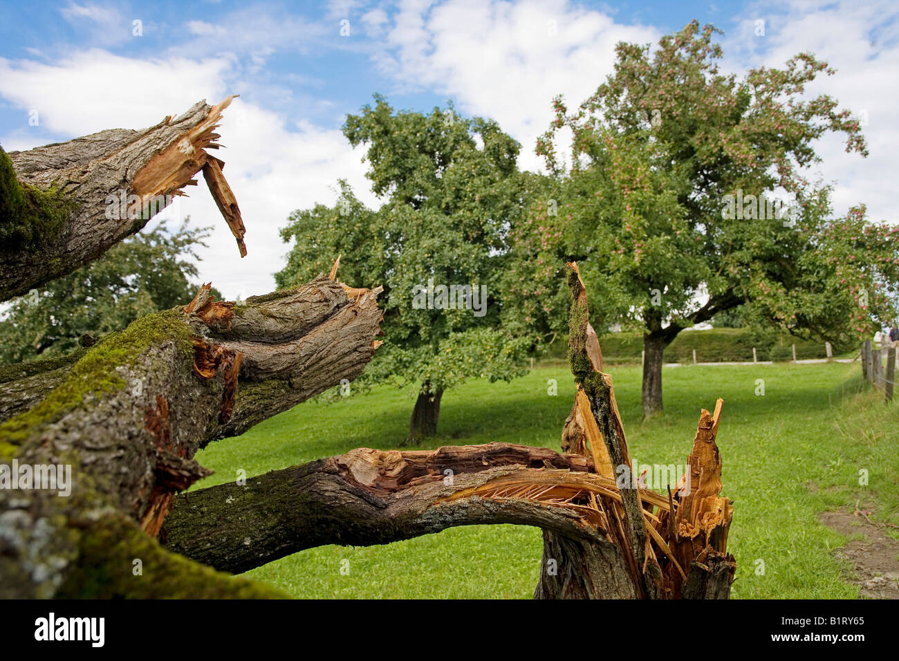In Storm-danneggiato susino (Prunus domestica), distretto di Sense, Cantone di Friburgo, Svizzera, Europa Foto Stock
