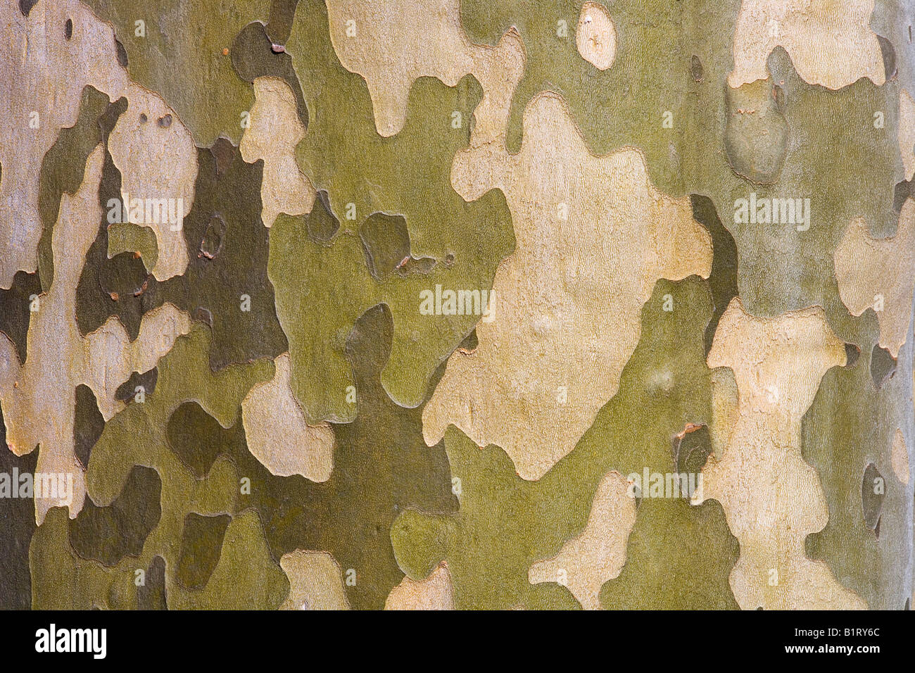 Piano, Sycamore corteccia (platanus acerifolia) Foto Stock