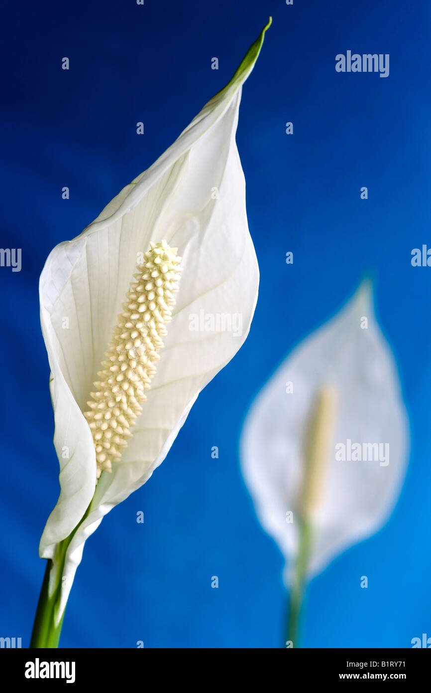 Spath o pace Lily (Spathiphyllum) Foto Stock