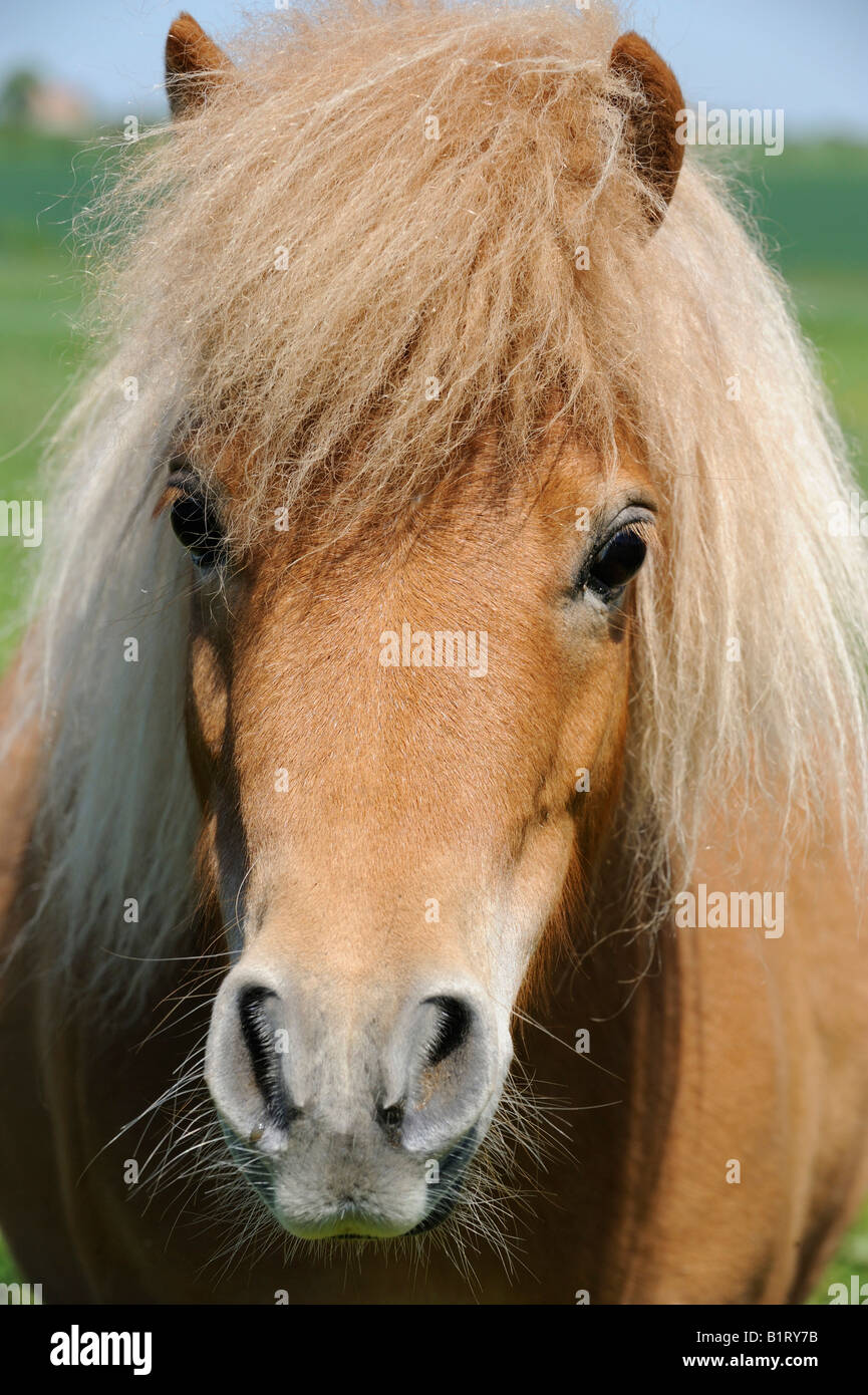 Ritratto di un Mini pony Shetland (Equus caballus) Foto Stock