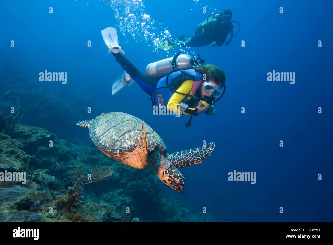 Giovani femmine scuba diver osservando una tartaruga embricata (Eretmochelys imbricata), Caraibi, Honduras, America Centrale Foto Stock