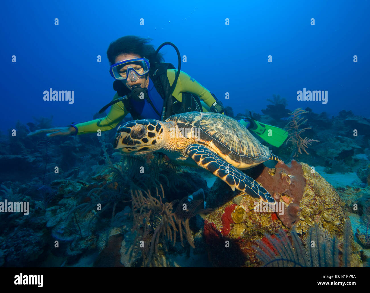 Tartaruga embricata (Eretmochelys imbricata) e scuba diver, Caraibi, Honduras, America Centrale Foto Stock