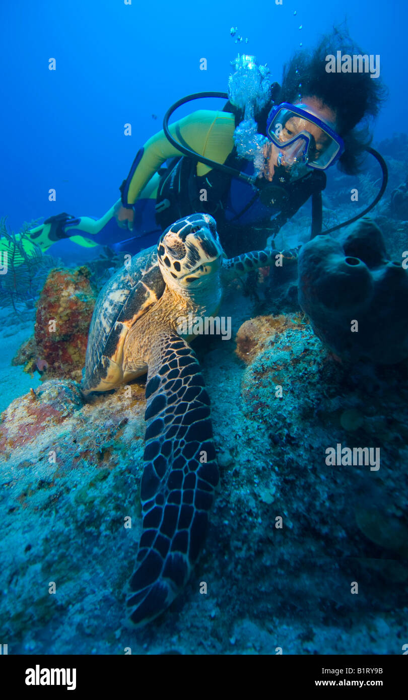 Scuba Diver guardando una tartaruga embricata (Eretmochelys imbricata) alimentazione, Caraibi, Honduras, America Centrale Foto Stock