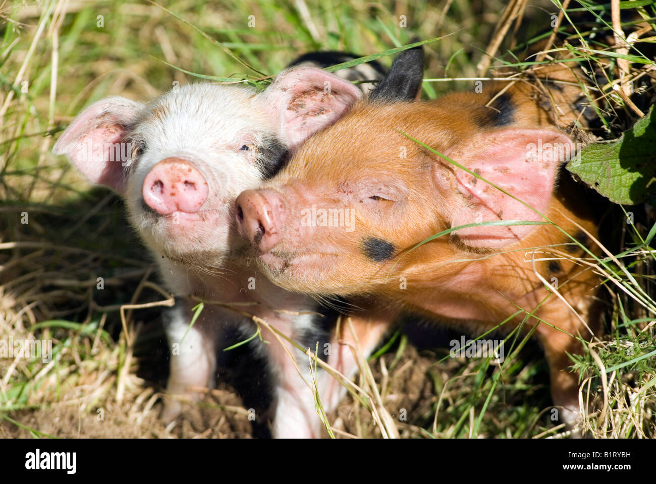 I suinetti (Sus scrofa domestica), su di una azienda agricola biologica Foto Stock