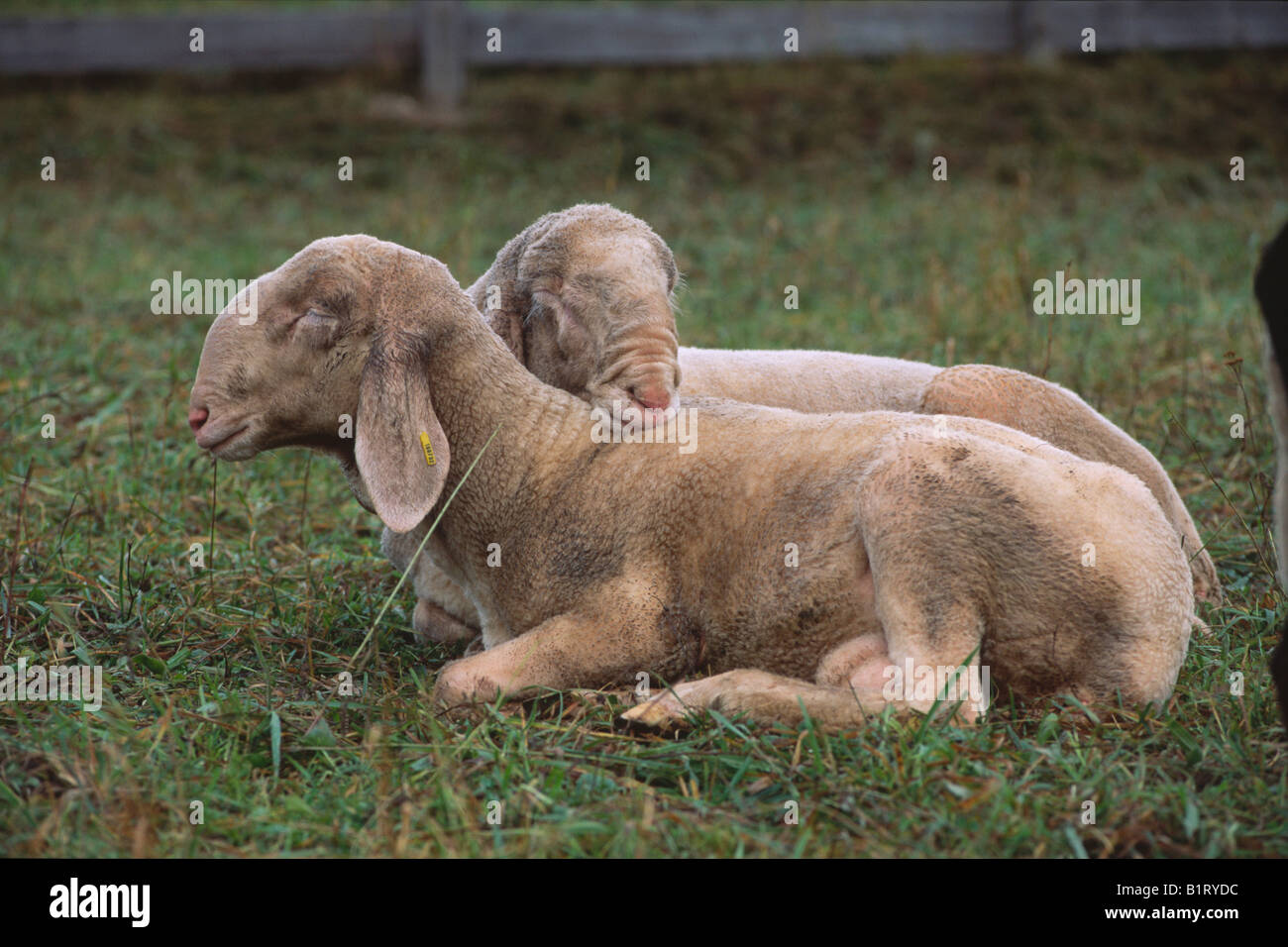 Gli animali domestici delle specie ovina (Ovis orientalis aries), altopiano di Mieming, Tirolo del nord, Austria, Europa Foto Stock