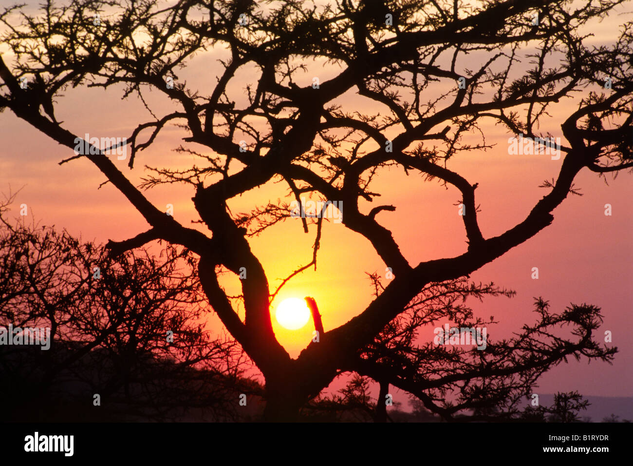 Acacia (Acacia) al tramonto, Hluhluwe National Park, Sud Africa Foto Stock