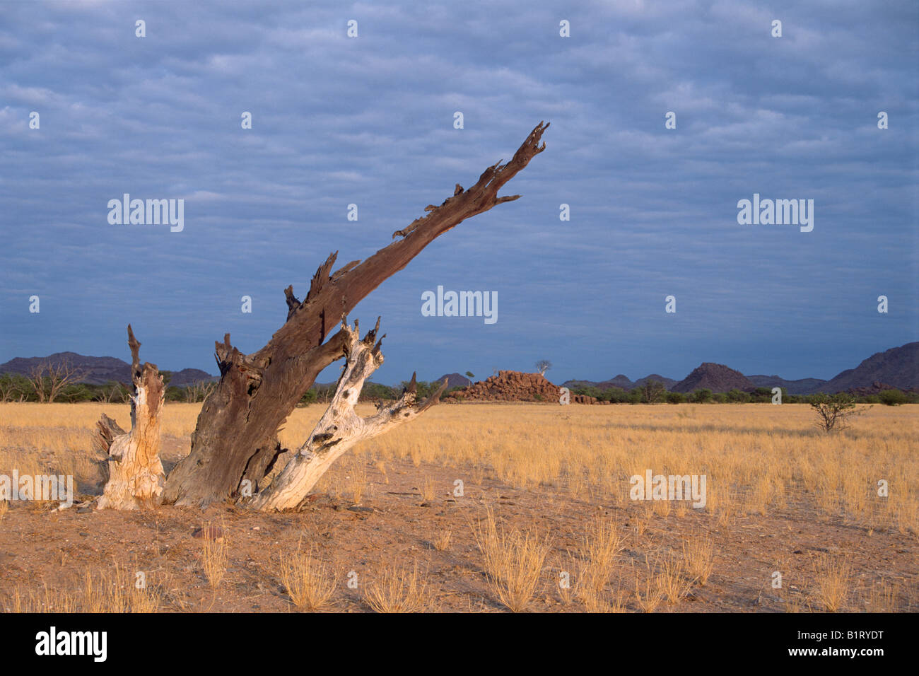 Albero morto in Damaraland, Namibia, Africa Foto Stock