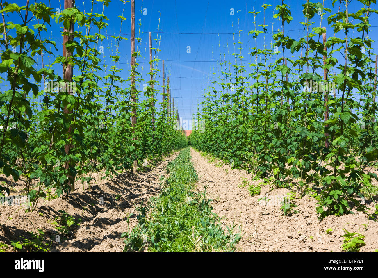 Comune di luppolo (Humulus lupulus), piantagione, Germania, Europa Foto Stock