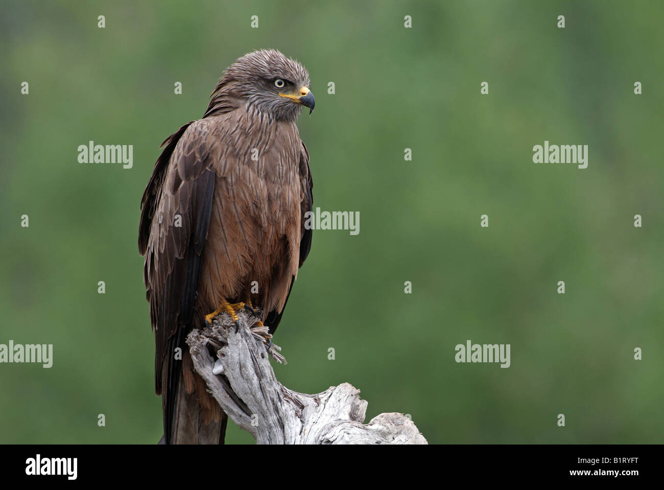 Nibbio bruno (Milvus migrans), Tratzberg, Stans, Tirolo, Austria, Europa Foto Stock