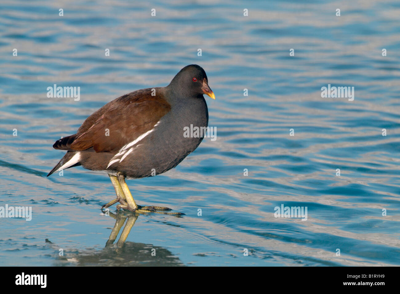 Comune (Moorhen Gallinula chloropus), Pillersee Lago, Tirolo, Austria, Europa Foto Stock